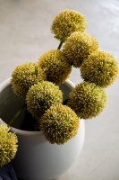 Çift Kişilik Ellion İndigo Trikolu Battaniyeli Nevresim Takımı